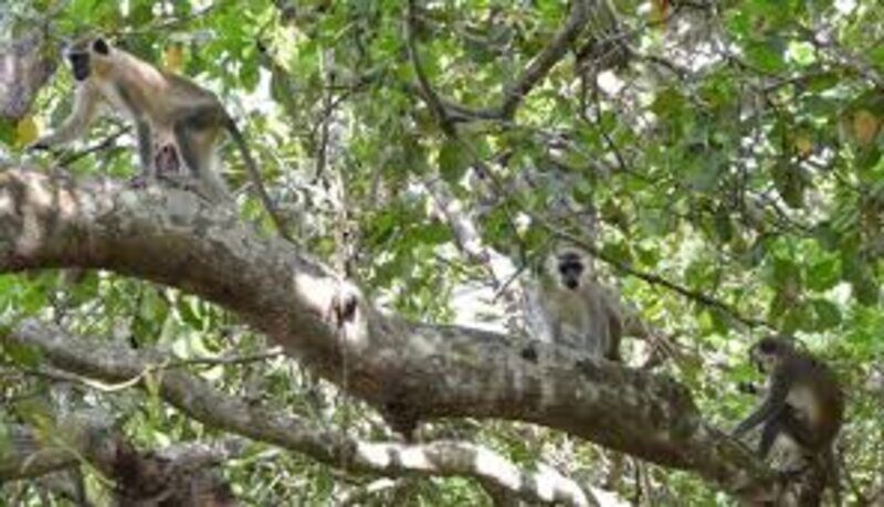 Singes de Grébouho